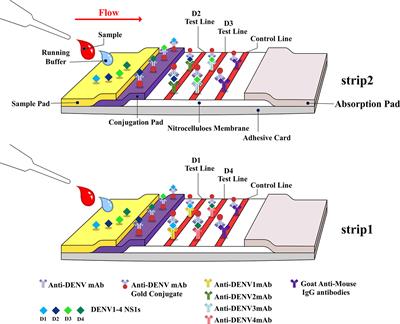 Development of Novel Dengue NS1 Multiplex Lateral Flow Immunoassay to Differentiate Serotypes in Serum of Acute Phase Patients and Infected Mosquitoes